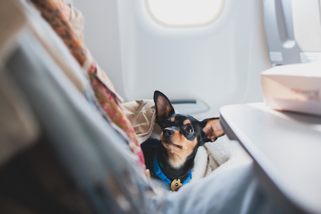 How Can I Travel With My Dog on a Plane: Ultimate Guide 2025