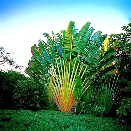 Travelers Palm Vs Bird of Paradise